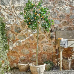 Deko-Pflanze Delbart