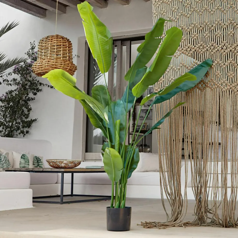 Deko-Pflanze Lennidas