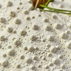 Deko-Seeigel 2er Set Kimbar