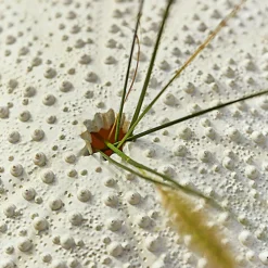 Deko-Seeigel 2er Set Kimbar