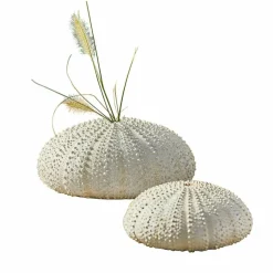 Deko-Seeigel 2er Set Kimbar