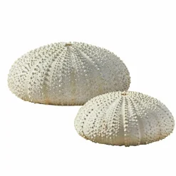 Deko-Seeigel 2er Set Kimbar