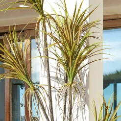 Deko-Topfpflanze Ancerac