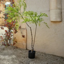 Deko-Topfpflanze 2.Wahl Avenelle