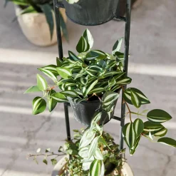 Pflanzenständer Châtonnaye