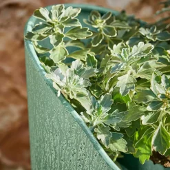 Pflanzkasten Pavignac